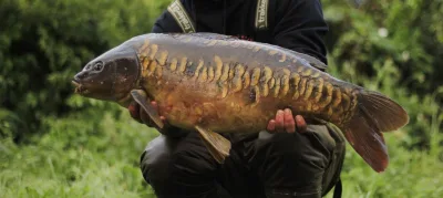 Mirror carp