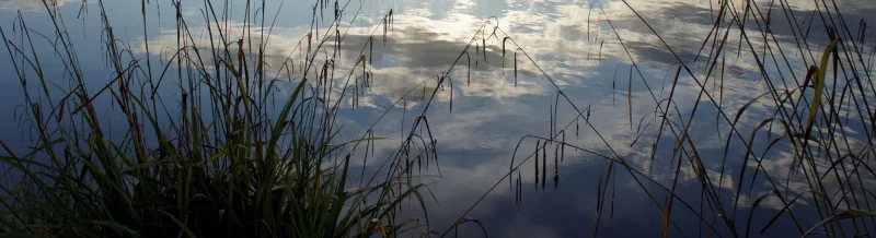 Reeds and reflections on a Hampshire river